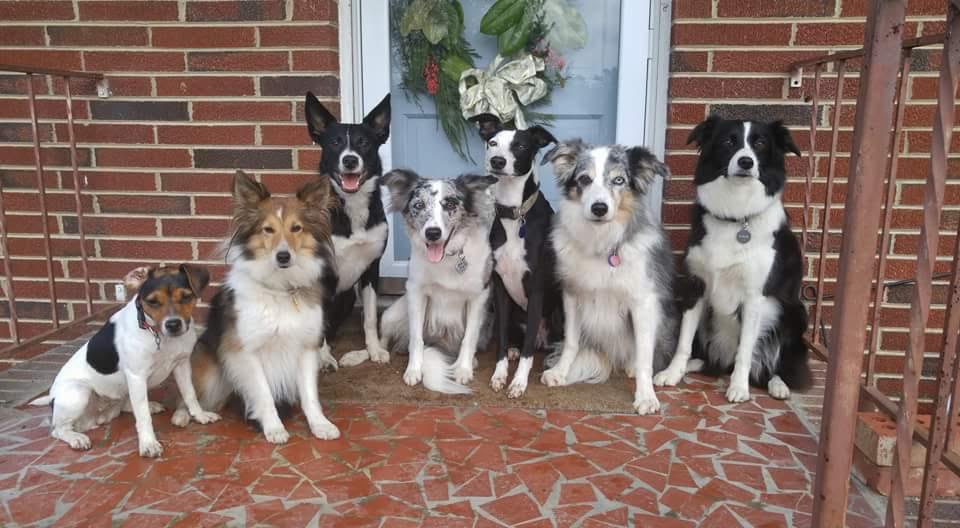 Left to right: Trinket, a Danish Swedish Farm dog; Hop Devil, a sheltie; Taylor, a teenaged, working lines border collie; Party, Shiner's daughter; Roulette, a border collie /whippet mix; Shiner, the matriarch; Passion, Shiner daughter