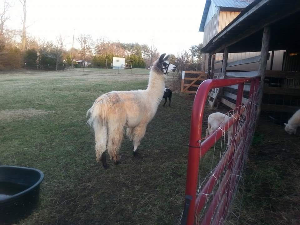 Fernando the llama, who protects the sheep from predators